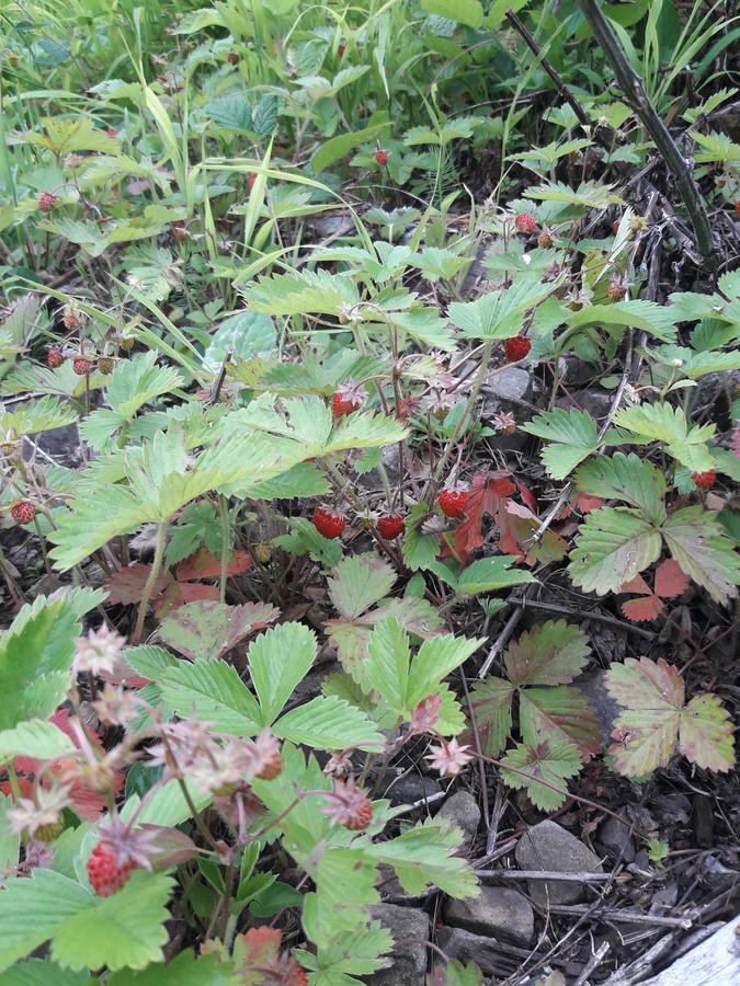 Pilipets Sadyba Cherry المظهر الخارجي الصورة